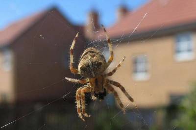Как избавиться от пауков в частном доме? 4 простых и полностью натуральных средства - lifehelper.one