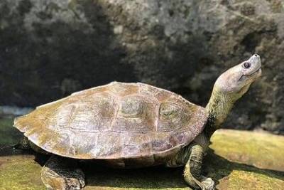 Редкую улыбающуюся черепаху спасли от вымирания - mur.tv - Бирма