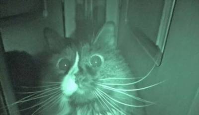 Почему кошки бегают по ночам? (3 фото + видео) - chert-poberi.ru