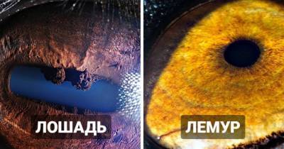 20 впечатляющих макроснимков глаз животных, по которым сложно понять, кому они принадлежат - mur.tv - Армения