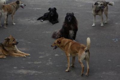 На Алтае полиция не стала заводить дело на поедавшую собак женщину - mur.tv - республика Алтай - Алтайский край - Рубцовск