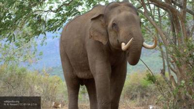Слоны оказались способны “ловить зевок” от человека - mur.tv - штат Нью-Мексико