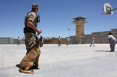 В США мальчик собрал сотни тысяч долларов на бронежилеты для полицейских собак – Cursorinfo: главные новости Израиля - mur.tv - Сша - Израиль