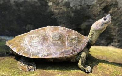Редкие “улыбающиеся” черепахи спасены от вымирания - mur.tv - Бирма