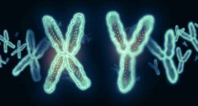 Прощай, Y-хромосома — почему мужской пол постепенно исчезает (4 фото) - chert-poberi.ru