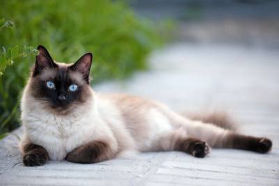 Интересные факты о кошках с голубыми глазами - mur.tv