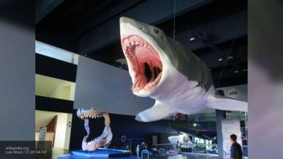 Стали известны точные размеры доисторической гигантской акулы - mur.tv