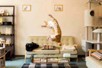 ​Каковы главные обязанности кота по дому - lifehelper.one