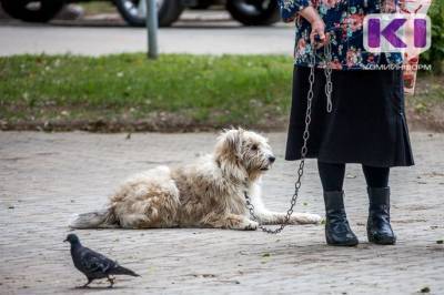 В Вуктыле с начала года отловили почти полсотни бесхозных собак - mur.tv - Сосногорск