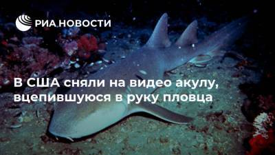 В США сняли на видео акулу, вцепившуюся в руку пловца - mur.tv - Сша - штат Флорида - Москва