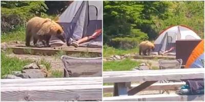 Медведь подкрался к туристу и понюхал его ногу - mur.tv - Вашингтон
