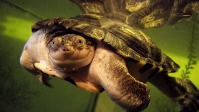 Учёным удалось спасти от вымирания самую весёлую черепаху - mur.tv - Бирма