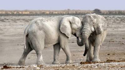 В Зимбабве выросло число слонов, скончавшихся в заповеднике Хванге - mur.tv - Зимбабве