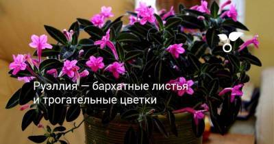 Руэллия — бархатные листья и трогательные цветки - sadogorod.club