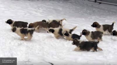 Гигантская овчарка может попасть в книгу рекордов за рождение 17 щенят - mur.tv - Грузия