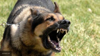 Калининградцы избили друга до полусмерти из-за громкого лая собаки - mur.tv