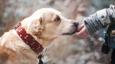 Не просто друг: 4 неочевидных причины завести собаку и прожить дольше - mur.tv