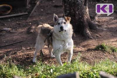Специалист по отлову рассказала, почему бродячих собак не становится меньше - mur.tv - Сосногорск