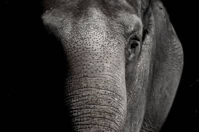 В Пакистане суд постановил выпустить на волю слона из зоопарка - mur.tv - Пакистан