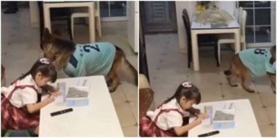 Собака каждый день напоминает хозяйке о приближении отца - mur.tv - Китай