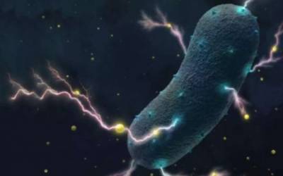Чем могут питаться бактерии, когда вокруг ничего нет? - chert-poberi.ru - Антарктида