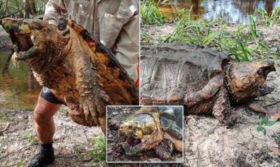 Во Флориде поймали черепаху-монстра (6 фото) - chert-poberi.ru - штат Флорида