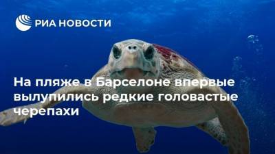 На пляже в Барселоне впервые вылупились редкие головастые черепахи - mur.tv - Москва