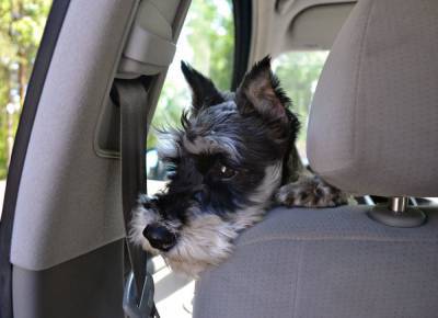 Собака нервничает в дороге: что делать? - mur.tv