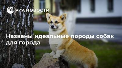 Владимир Голубев - Названы идеальные породы собак для города - mur.tv - Россия - Москва