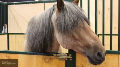 Антитела лошадей используют для создания лекарства от коронавируса в США - mur.tv - Сша