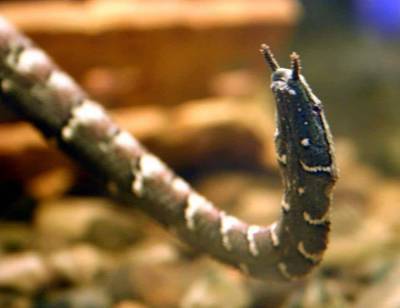 Водяная щупальценосая змея еще один представитель ужей - mur.tv