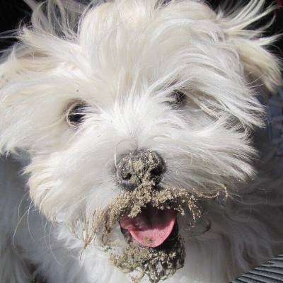 5 причин, по которым ваша собака пытается есть грязь - mur.tv