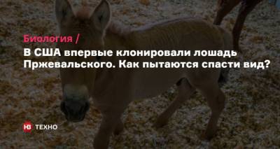 В США впервые клонировали лошадь Пржевальского. Как пытаются спасти вид? - mur.tv - Китай - Сша - Англия - Монголия - Сан-Диего