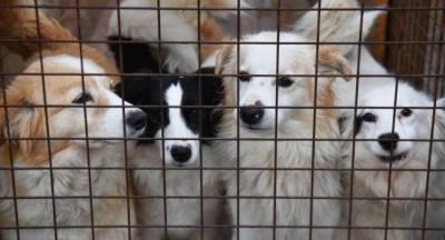 В Литве начался скандал вокруг тюрьмы для украденных собак - mur.tv - Литва