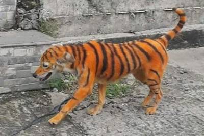 Неизвестные раскрасили пса под тигра и возмутили зоозащитников - mur.tv - Малайзия