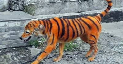 Зоозащитники возмущены окрашиванием пса в тигра - mur.tv - Малайзия