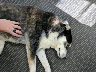 Варварство XXI века: эта собака работала живой мишенью - mur.tv - Австралия