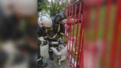 Спасатели освободили собаку, застрявшую между прутьями калитки - mur.tv