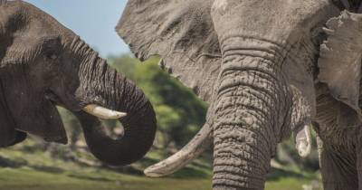 Оказалось, у слонов частично сохранился патриархат - mur.tv - Ботсвана
