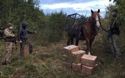 Контрабандист пытался на лошади переправить табак из России в Украину - mur.tv - Россия - Украина