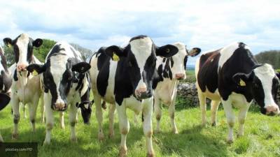 В Британии начали тестировать электрические GPS-ошейники для коров - mur.tv - Англия - Норвегия