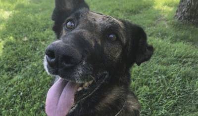 Ирина Зиганшина - Не хныкал и не скулил: полицейская собака в США выжила после девяти ножевых ранений - mur.tv - Сша - штат Калифорния