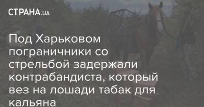 Под Харьковом пограничники со стрельбой задержали контрабандиста, который вез на лошади табак для кальяна - mur.tv - Россия - Украина - Харьков