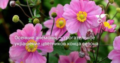 Осенние анемоны — трогательное украшение цветников в конце сезона - sadogorod.club