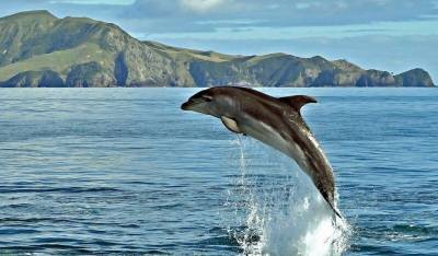 Как высоко прыгают дельфины? - mur.tv