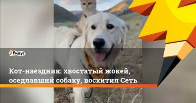 Кот-наездник: хвостатый жокей, оседлавший собаку, восхитил Сеть - mur.tv