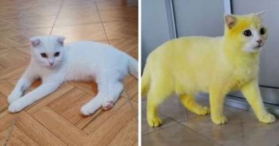 После лечения куркумой кот стал желтым - chert-poberi.ru - Таиланд