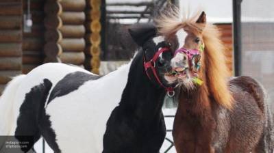 Подозреваемого в массовом убийстве лошадей задержали во Франции - mur.tv - Франция
