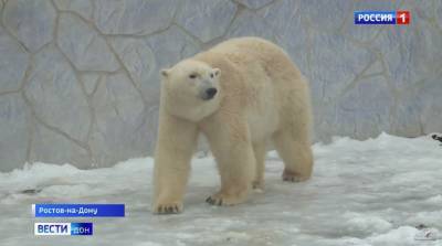 В зоопарке Ростова белым медведям создали все условия для создания семьи - mur.tv - Ижевск