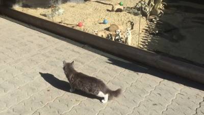 Сурикаты челябинского зоопарка в полной боевой готовности встретили кота - mur.tv
